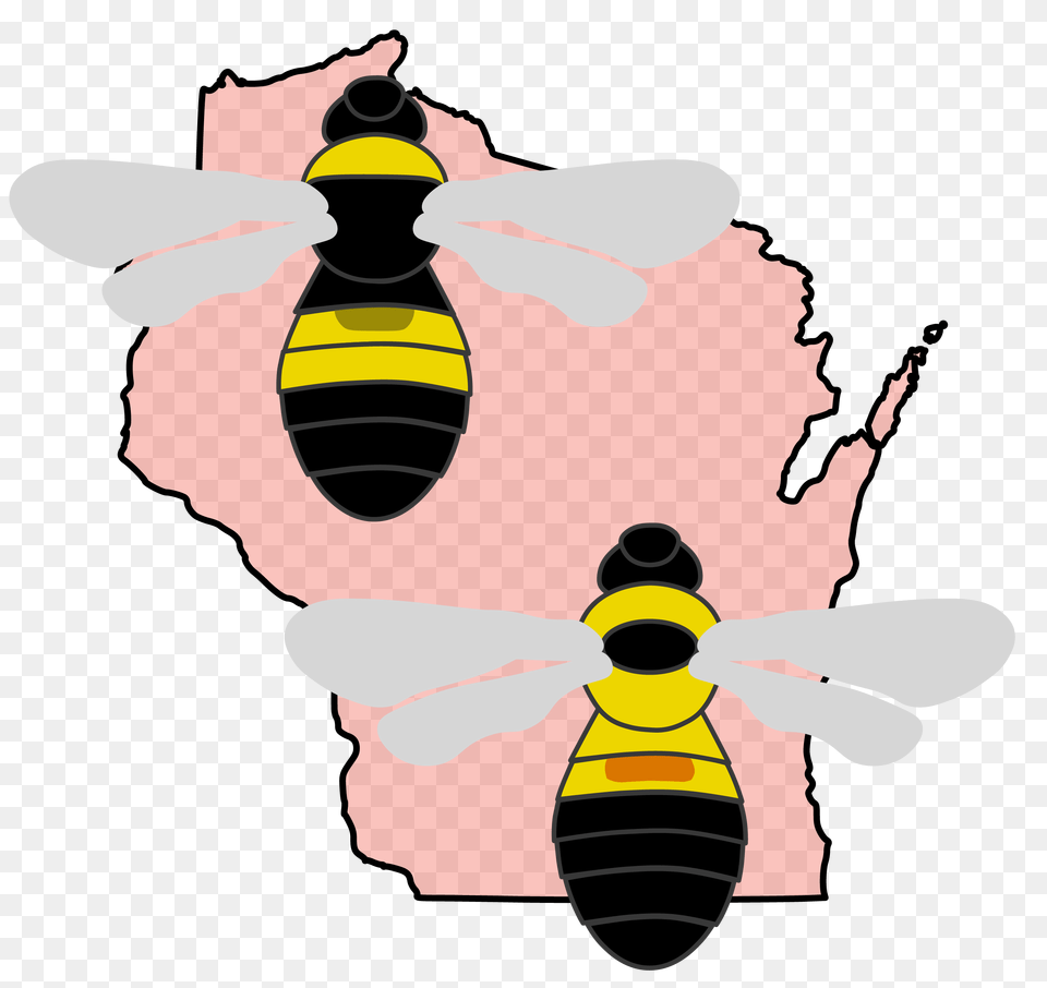 Bumble Bees Of Wisconsin Online Guide Information And Ongoing, Animal, Bee, Insect, Invertebrate Free Png Download