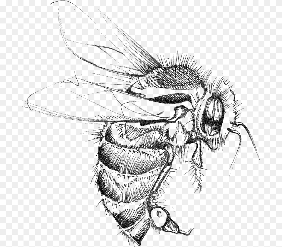 Bumble Net Winged Insects, Insect, Animal, Wasp, Bee Free Png