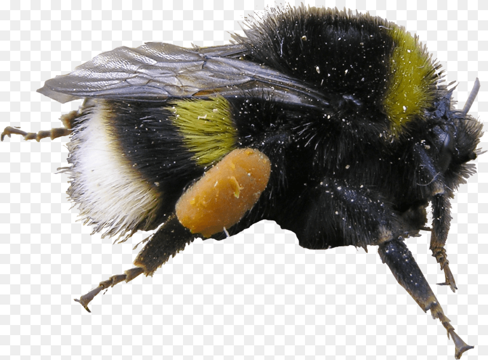 Bumblebee, Animal, Apidae, Bee, Insect Png Image