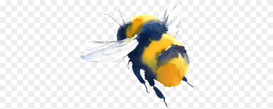 Bumblebee Flying, Animal, Apidae, Bee, Insect Png
