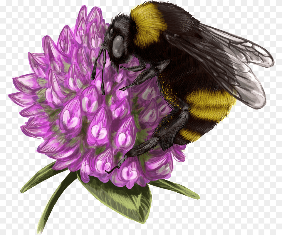 Bumblebee Honey Transprent Free Bumblebee, Animal, Apidae, Bee, Invertebrate Png Image