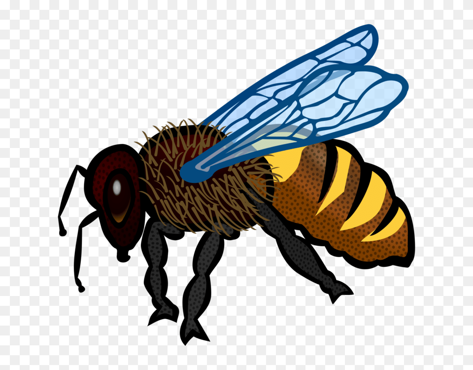 Bumblebee Insect Color Honey Bee, Animal, Honey Bee, Invertebrate, Wasp Free Transparent Png
