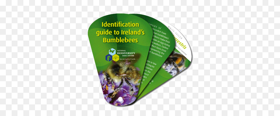Bumblebee Swatch, Advertisement, Poster, Animal, Bee Png
