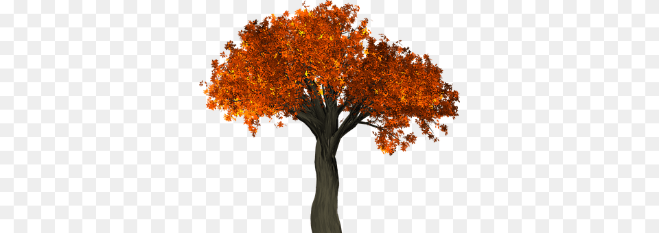 Bume Trees Autumn Tree, Maple, Plant, Bonfire, Fire Free Png Download