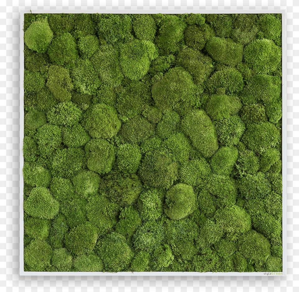 Bun Moss Frame Mos Dekoration Til Vg, Grass, Plant, Vegetation, Texture Free Png Download
