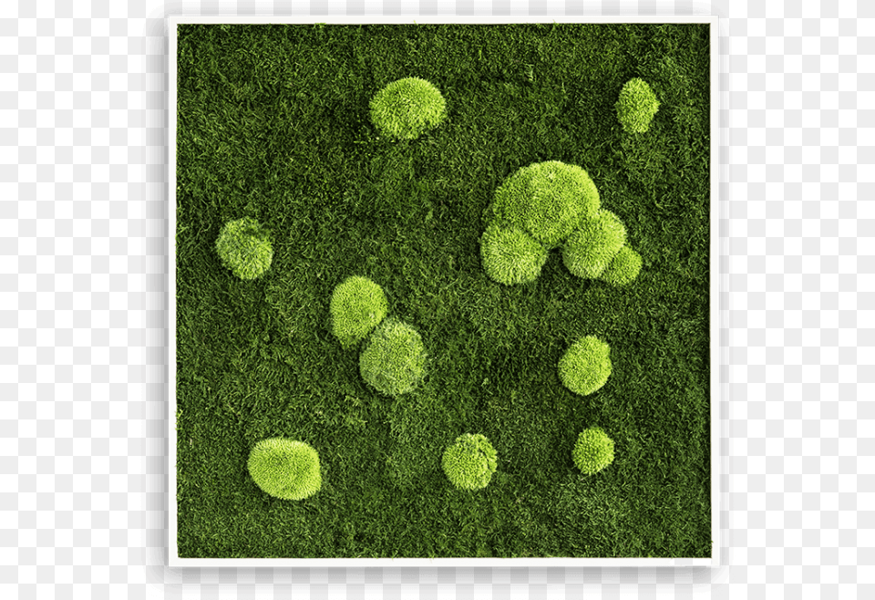 Bun Moss Frame Pole Moss, Grass, Lawn, Plant, Sphere Png Image
