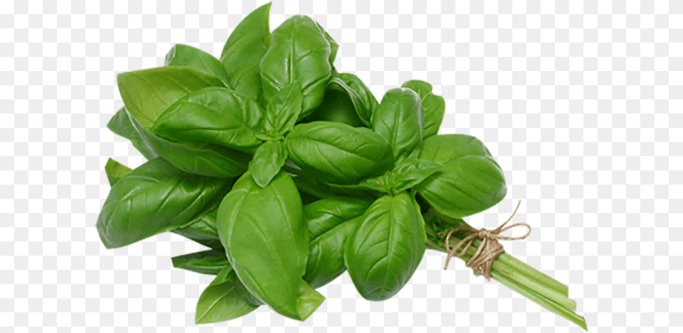 Bunch Basil Leaves Basil Leaves In Spanish, Herbal, Herbs, Leaf, Plant Png Image