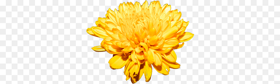 Bunch Chrysanthemum, Dahlia, Flower, Plant, Petal Free Transparent Png