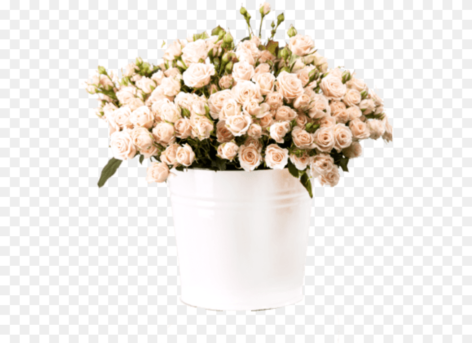 Bunch Of Creamy Roses In A Bucket Over White Plj554y Flowerpot, Flower, Flower Arrangement, Flower Bouquet, Plant Free Png Download