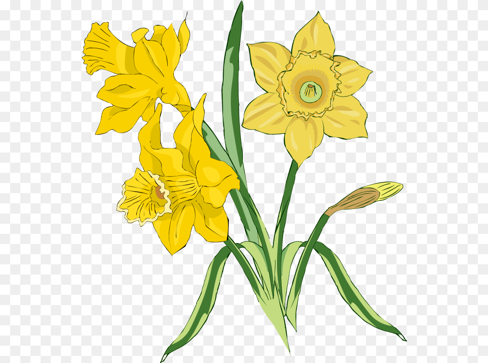 Bunch Of Daffodils Art Flowers In The Tale, Daffodil, Flower, Plant Png Image