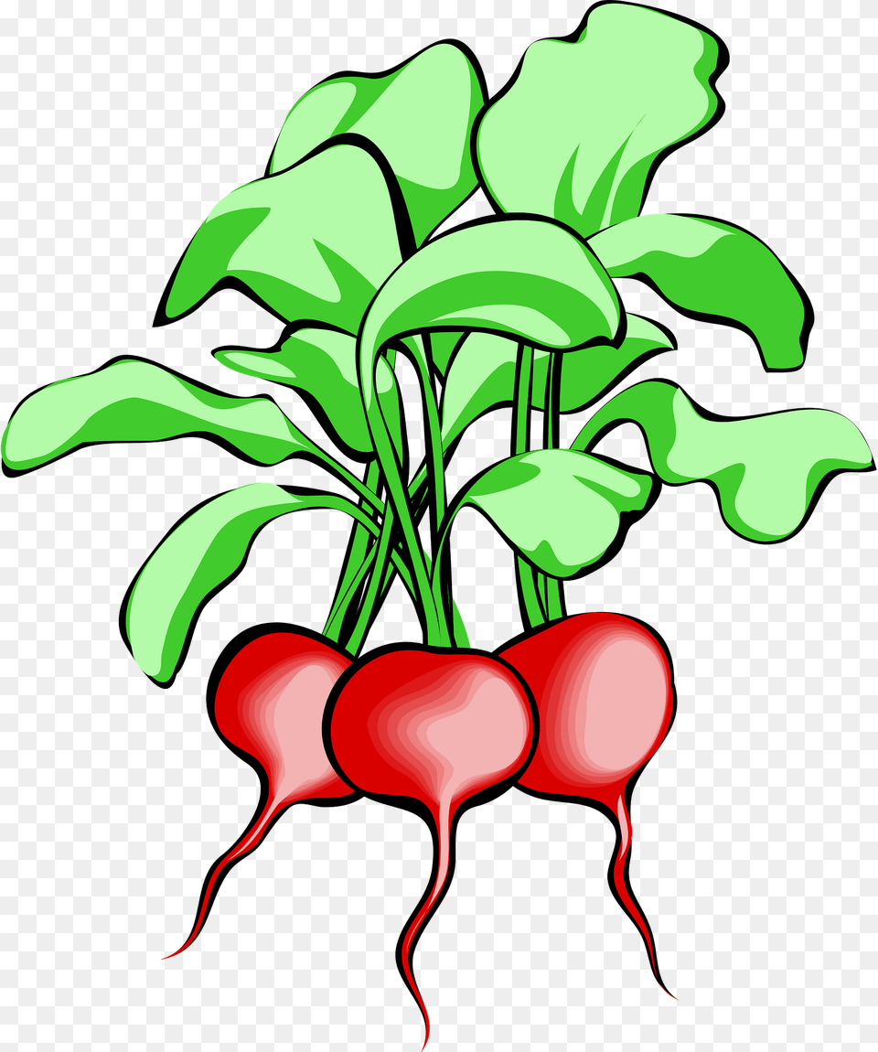 Bunch Of Radishes With Stems Clipart, Food, Plant, Produce, Radish Png Image