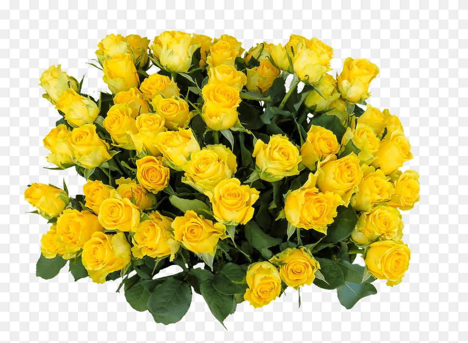 Bunch Of Yellow Roses, Flower, Flower Arrangement, Flower Bouquet, Plant Png