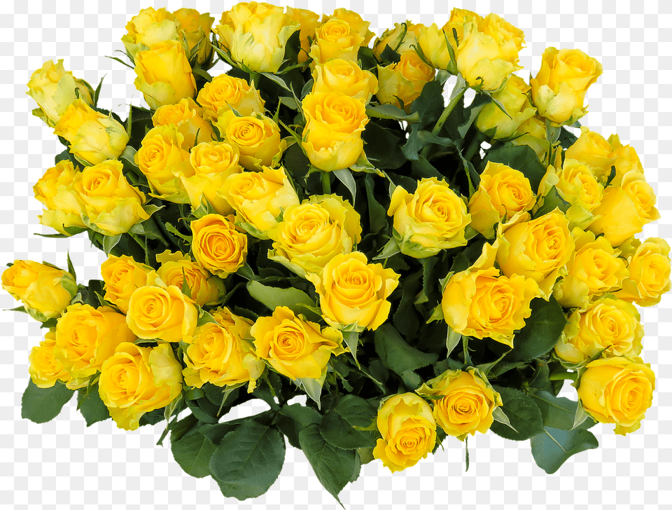 Bunch Of Yellow Roses Transparent Yellow Rose Flower, Flower Arrangement, Flower Bouquet, Plant Png