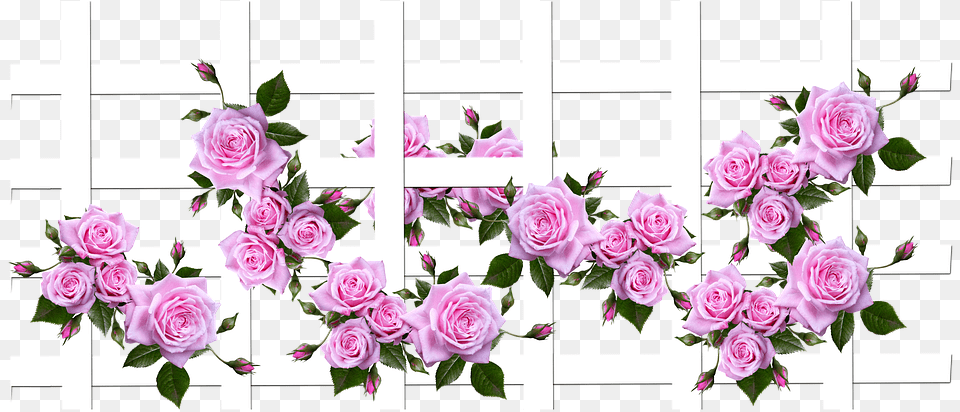 Bunga, Flower, Plant, Rose, Fence Free Png