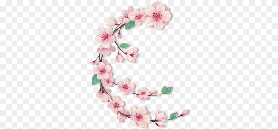 Bunga Format, Flower, Plant, Petal, Cherry Blossom Free Png