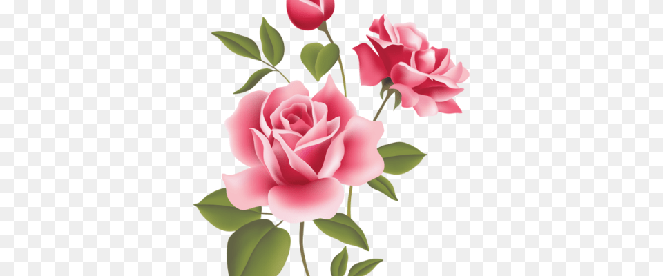 Bunga Pink Bunga Mawar Pink, Flower, Plant, Rose, Carnation Png Image