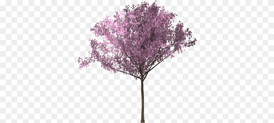 Bunga Sakura, Flower, Plant, Cherry Blossom, Purple Png Image