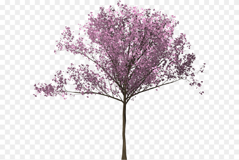 Bunga Sakura Pohon Bunga Sakura, Flower, Plant, Cherry Blossom, Purple Png Image