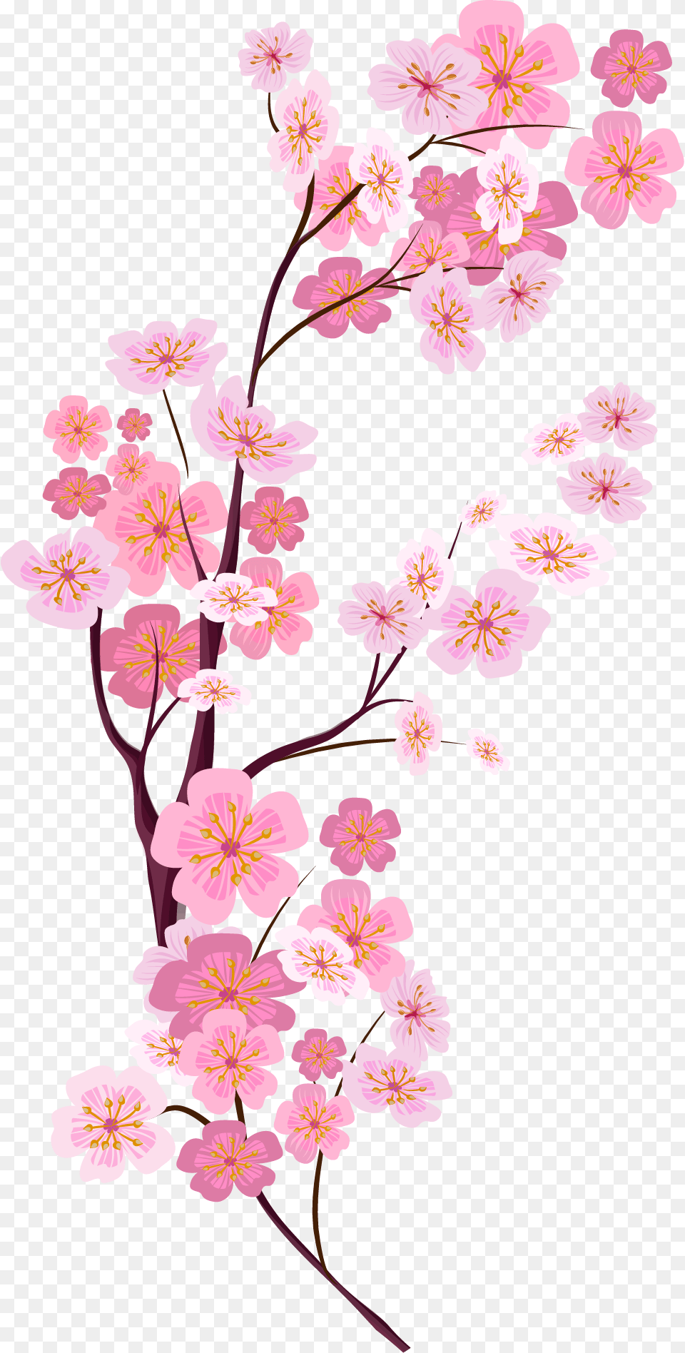 Bunga Sakura Vector, Flower, Plant, Cherry Blossom Png Image