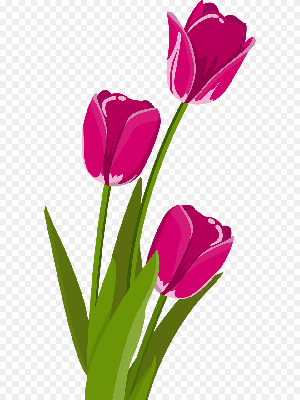 Bunga Tulip 3 Bunga Tulip, Flower, Plant Png