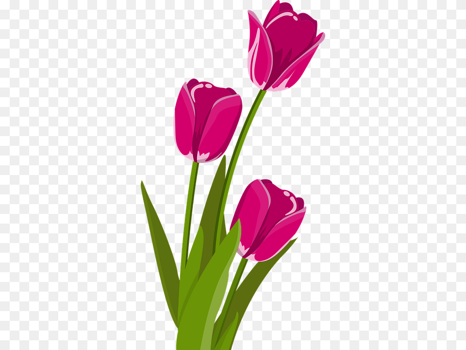 Bunga Tulip Image, Flower, Plant, Smoke Pipe Png