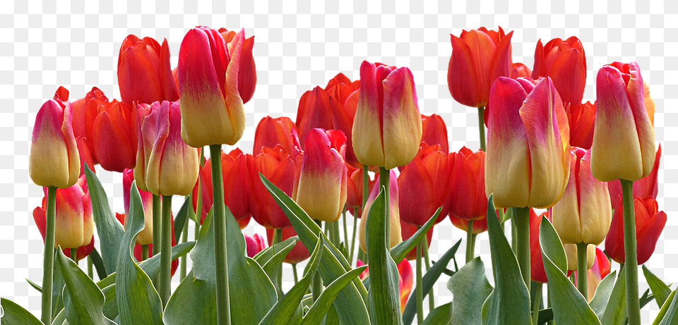 Bunga Tulip Tulippng Images Pluspng Flower Nature Good Morning, Plant Free Transparent Png