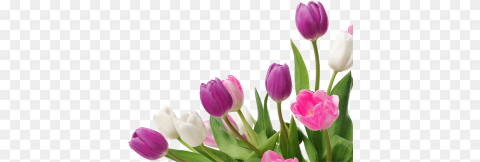 Bunga Tulip Transparent Tulippng Images Pluspng Spring Tulips, Flower, Flower Arrangement, Flower Bouquet, Plant Png Image