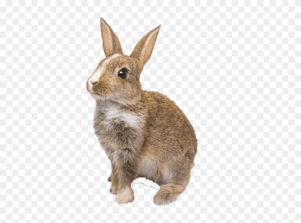 Bunnies Background Domestic Rabbit, Animal, Mammal, Rat, Rodent Free Png Download