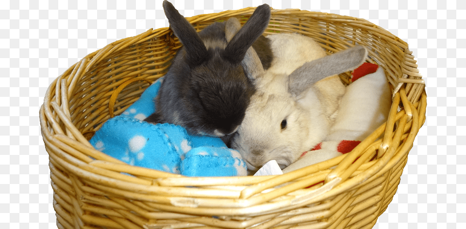 Bunnies Domestic Rabbit, Animal, Mammal, Basket, Rat Png