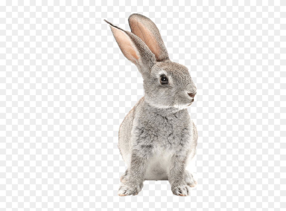 Bunnies Image Rabbit Black And White Print, Animal, Mammal, Kangaroo Free Png