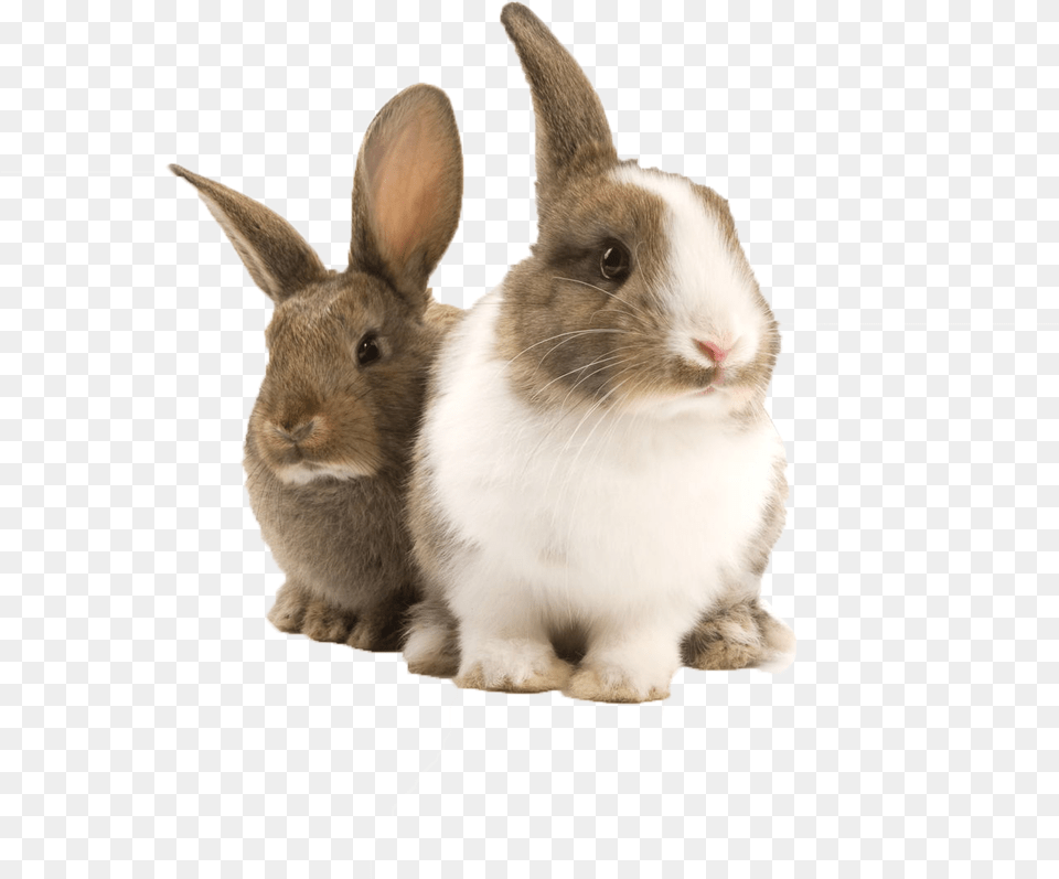 Bunnies Transparent Bunny Rabbit Transparent Bunny Rabbit, Animal, Mammal, Rat, Rodent Png