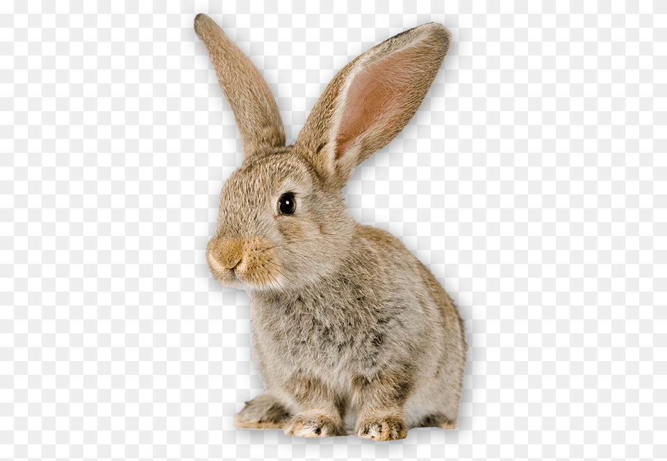 Bunny Can Rabbits Not Eat, Animal, Mammal, Rabbit, Rat Free Transparent Png