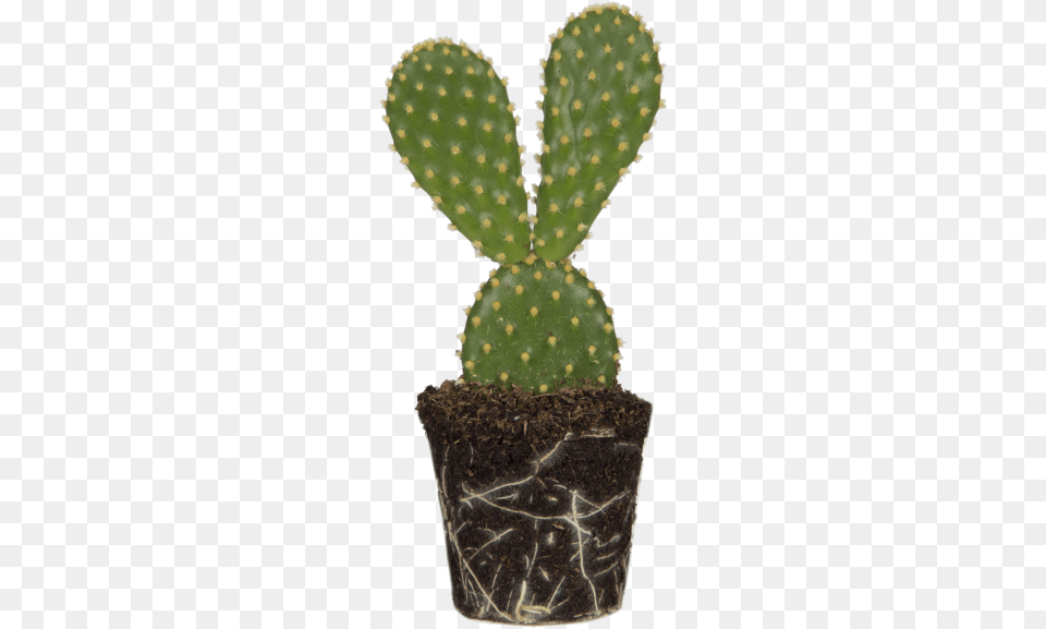 Bunny Ears Cactus, Plant Png