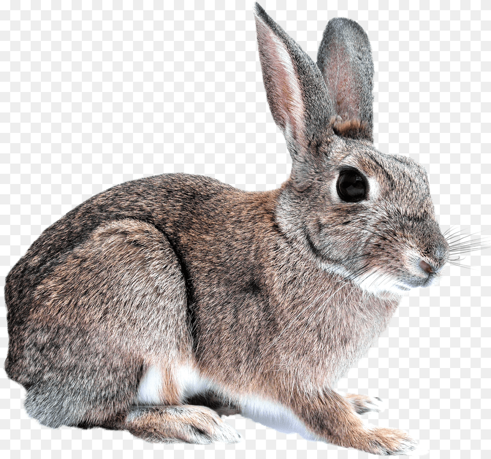 Bunny Rabbit Rabbit, Animal, Mammal, Rat, Rodent Free Png