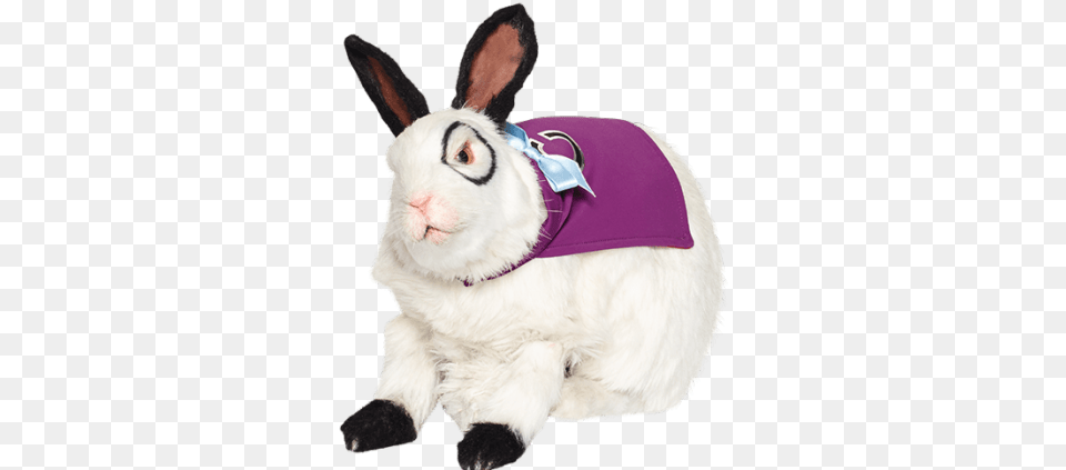 Bunny Thunderman Dottor Colosso, Animal, Mammal, Rabbit Png