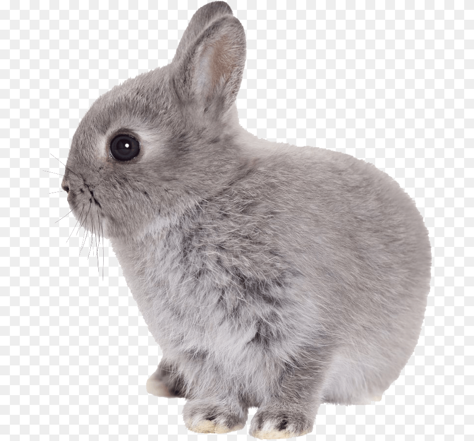 Bunny Transparent, Animal, Mammal, Rabbit, Rat Png
