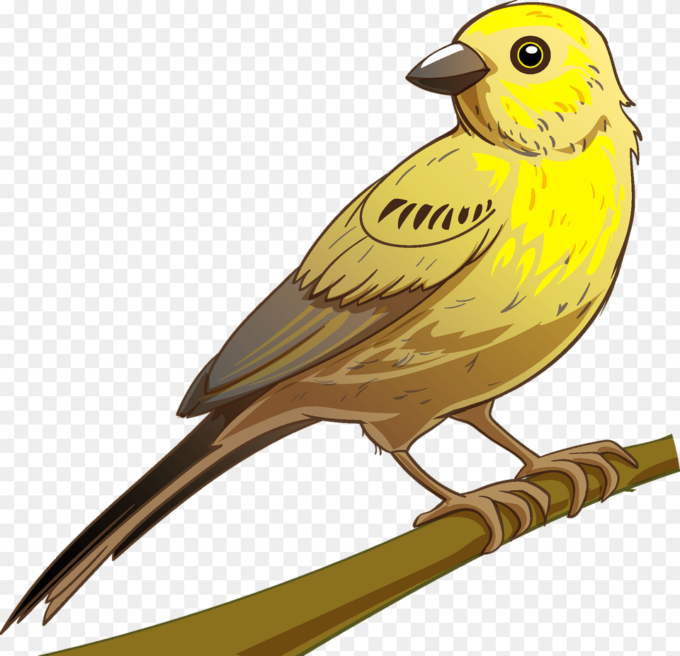 Bunting Clipart, Animal, Bird, Canary, Fish Png