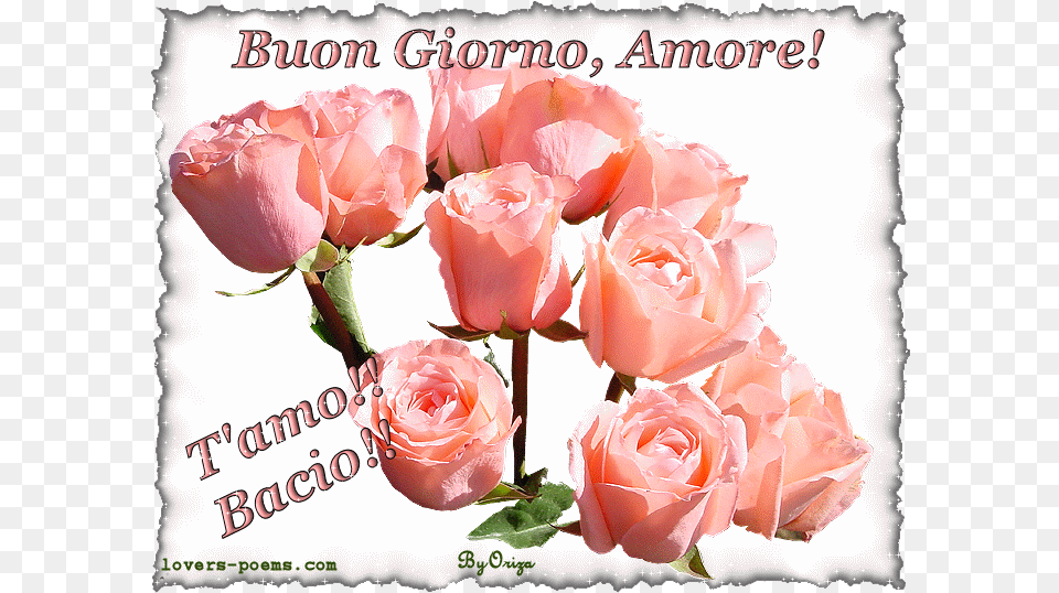 Buongiorno Frasi Gif Amore, Rose, Plant, Flower, Flower Arrangement Png Image