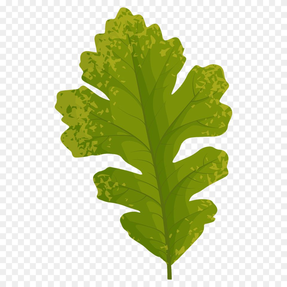 Bur Oak Autumn Leaf Clipart, Plant, Vegetation Png Image