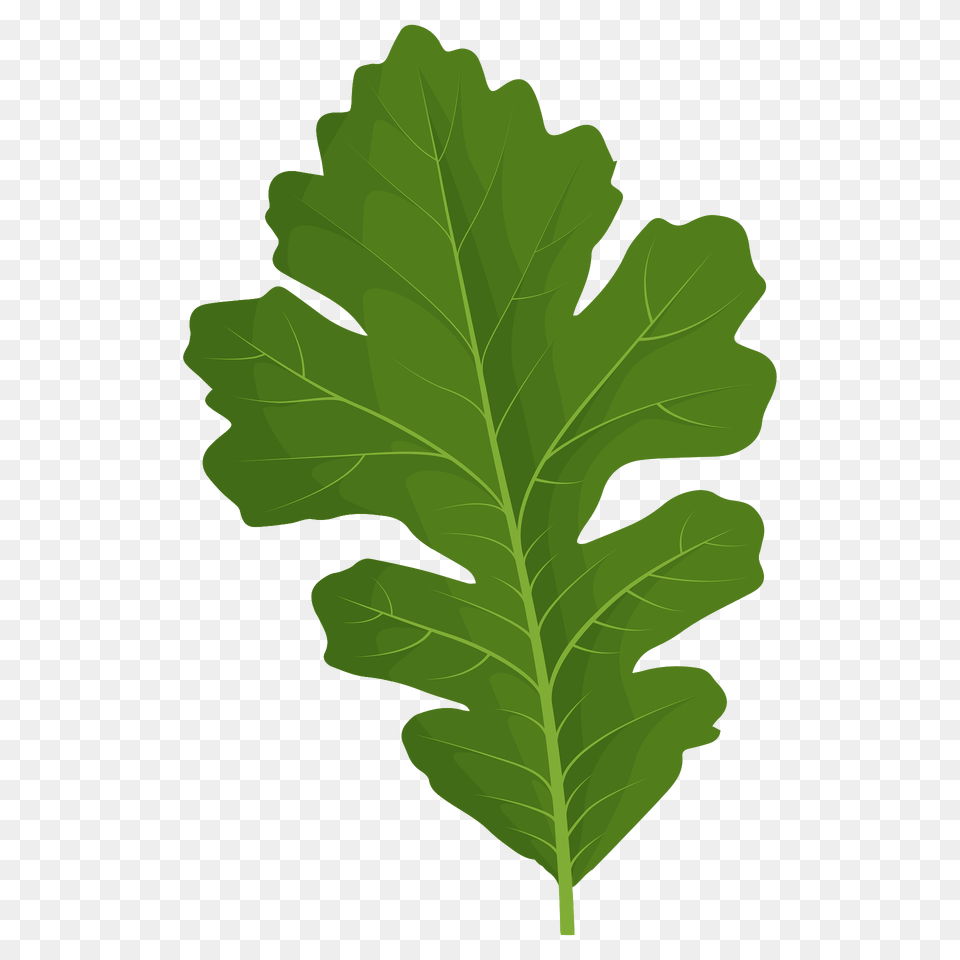 Bur Oak Green Leaf Clipart, Arugula, Food, Leafy Green Vegetable, Plant Free Png