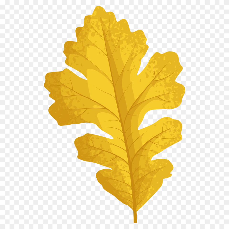 Bur Oak Late Autumn Leaf Clipart, Plant, Tree Free Png
