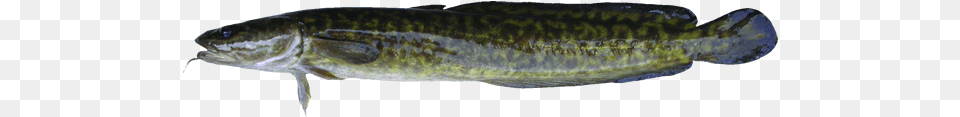 Burbot Maria Fish Lake Winnipeg, Animal, Cod, Sea Life Png