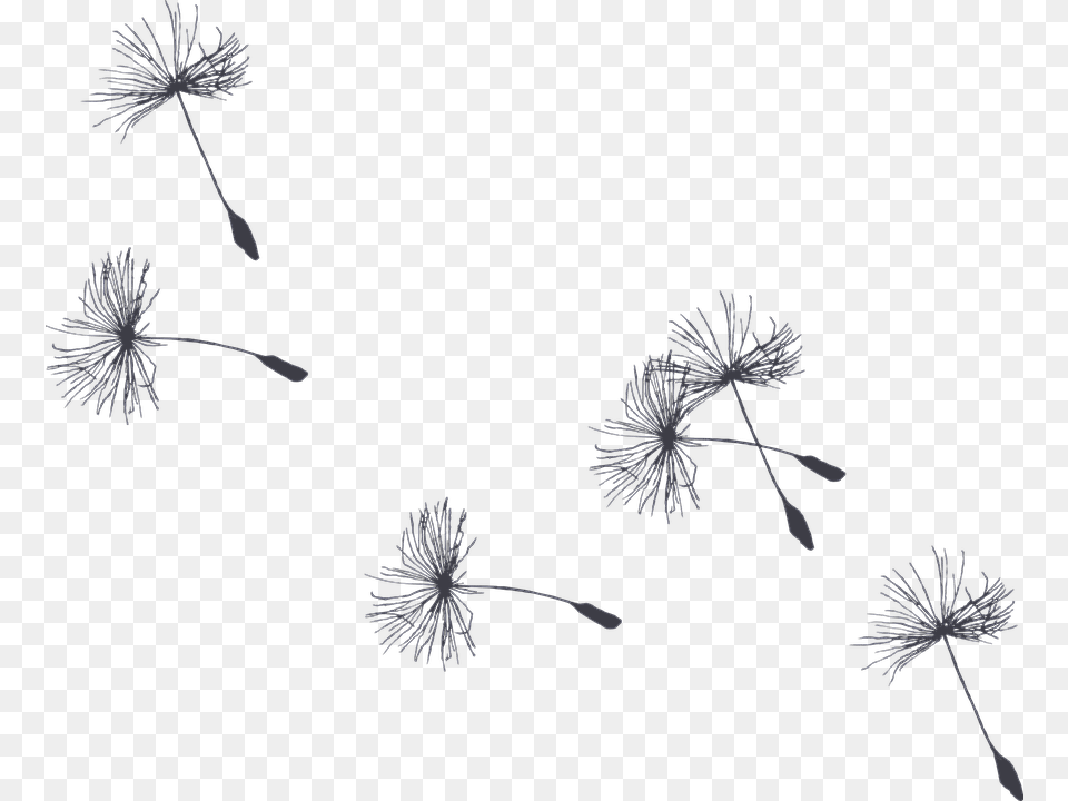 Burdock Dandelion Gif Background Transparent, Flower, Plant Png