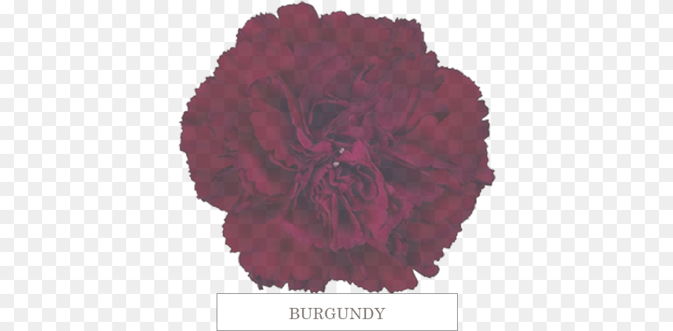 Burgundy Carnation, Flower, Plant, Rose Free Png
