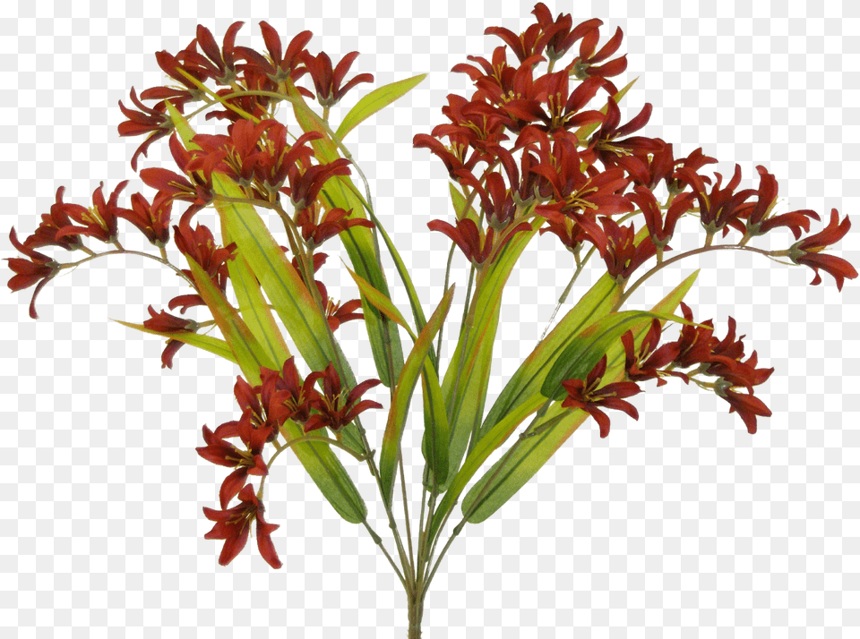 Burgundy Freesia Bush Fire Lily, Flower, Flower Arrangement, Plant, Flower Bouquet Free Transparent Png
