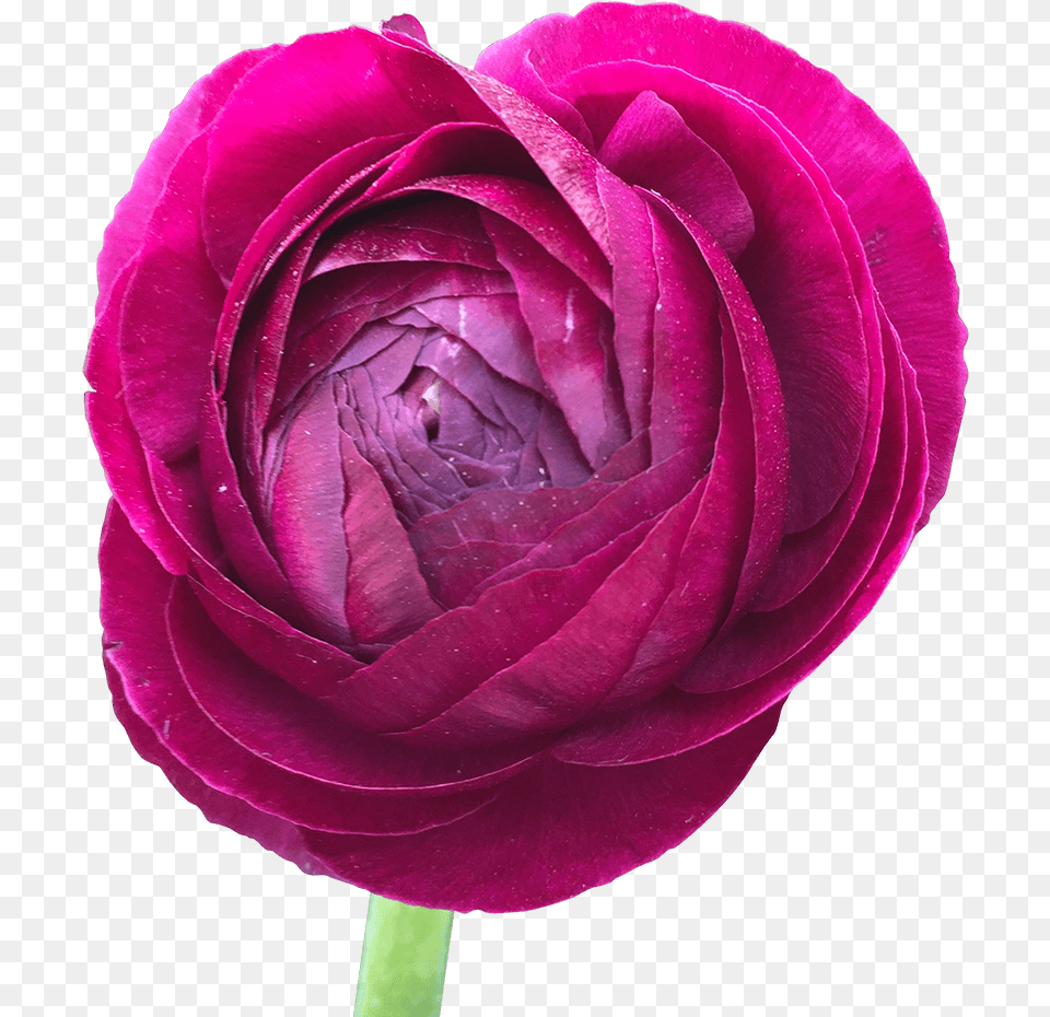 Burgundy Ranunculus Bulbs Wholesale Delivery Persian Buttercup, Flower, Plant, Rose Free Png