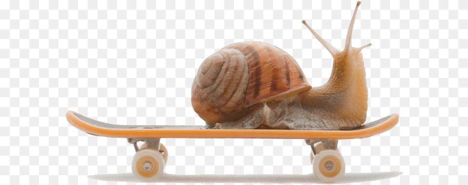 Burgundy Snail Land Snail Snail On A Skateboard, Animal, Insect, Invertebrate Png