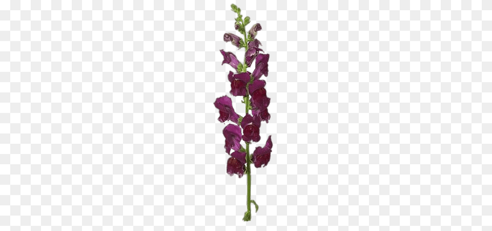 Burgundy Snapdragon, Flower, Plant, Petal, Gladiolus Free Png