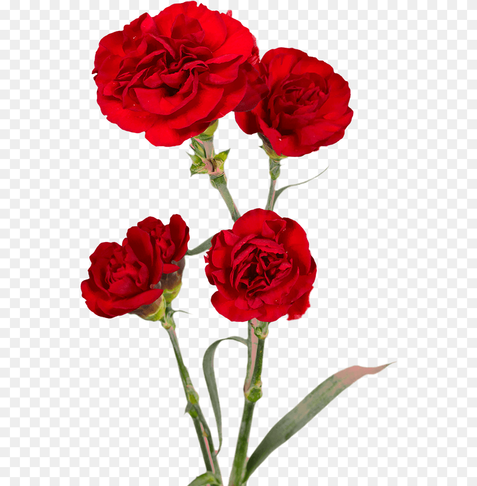 Burgundy Spray Carnations Cheap Floribunda, Flower, Plant, Rose, Carnation Free Transparent Png