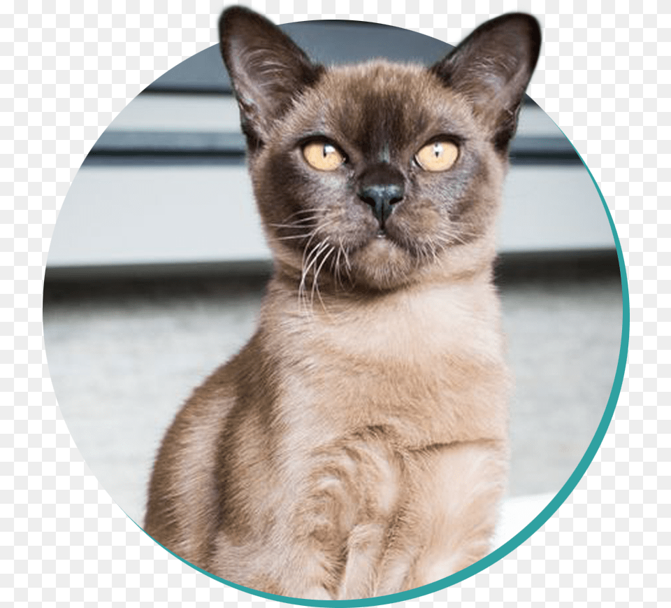 Burmese Burmese Cat, Animal, Mammal, Pet, Abyssinian Png